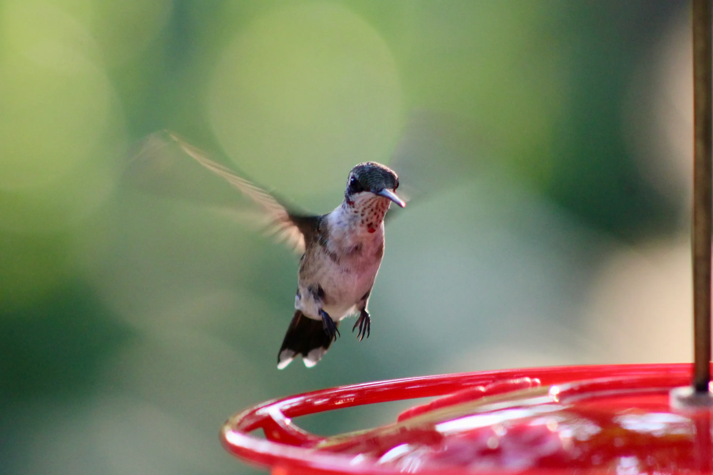 A ruby-throated hummingbird hovering near a feeder.