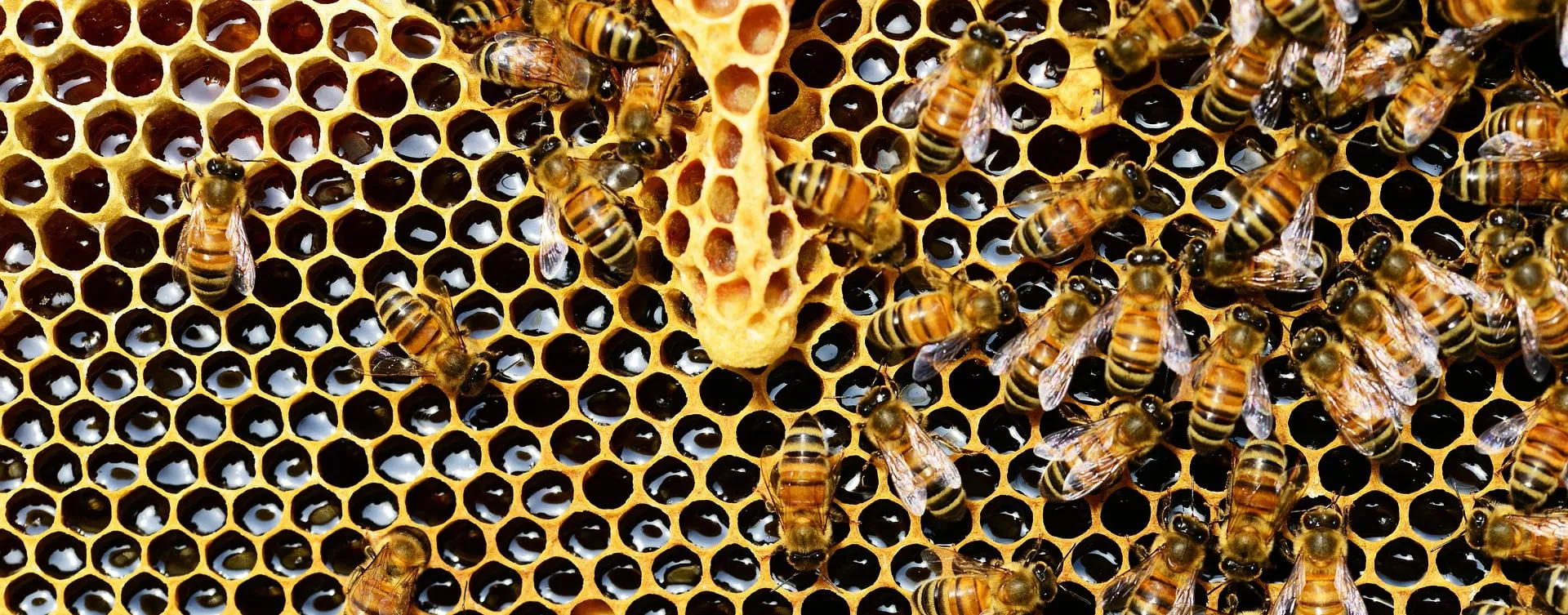 A beehive honeycomb covered in bees and honey