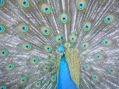 A male peacock