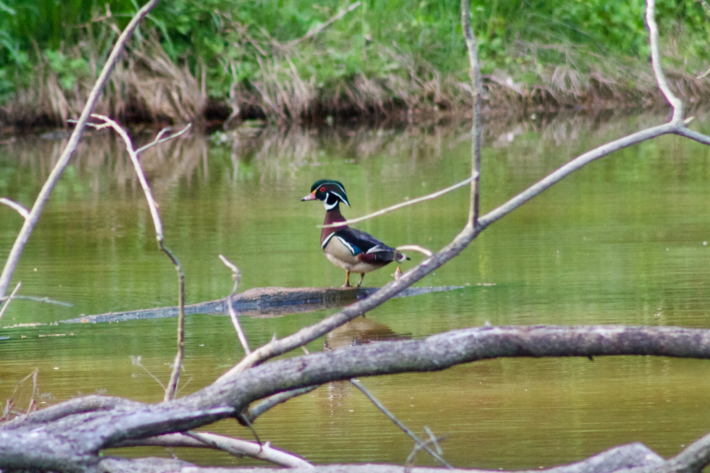 A wood duck on a log