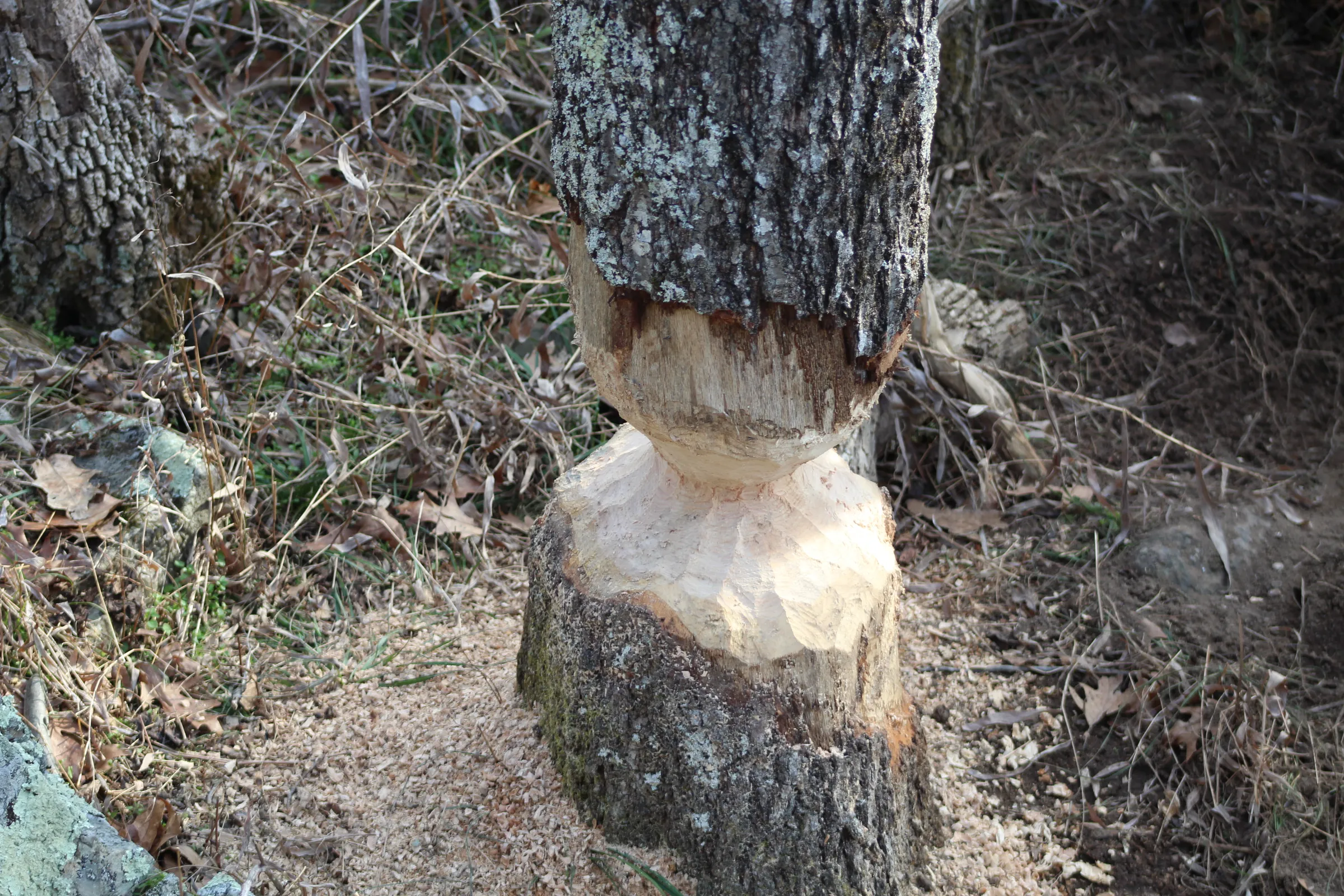 Tree partially chewed by a beaver