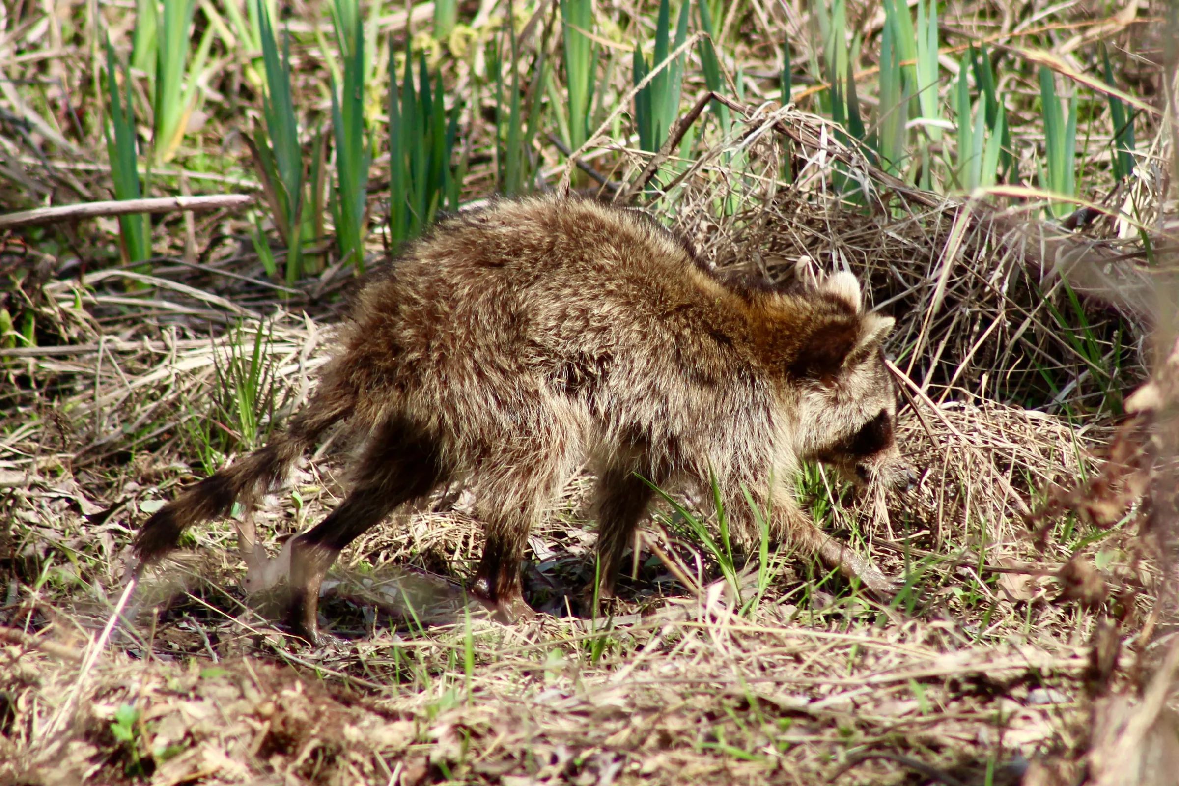 A raccoon walks through wetlands