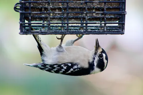 A female downy woodpecker eats at one of my bird feeders.