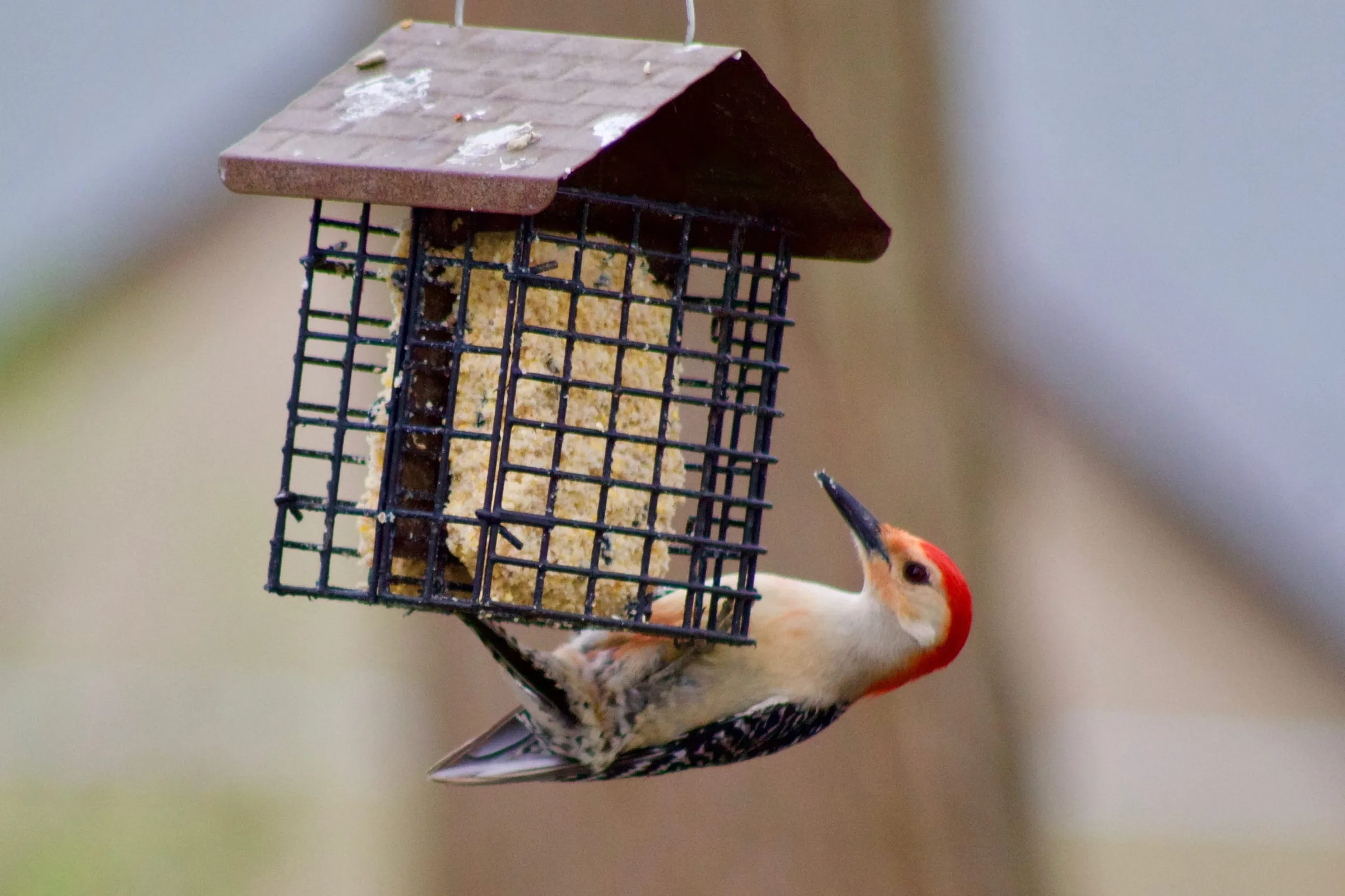 A red-bellied woodpecker eats from a bird feeder