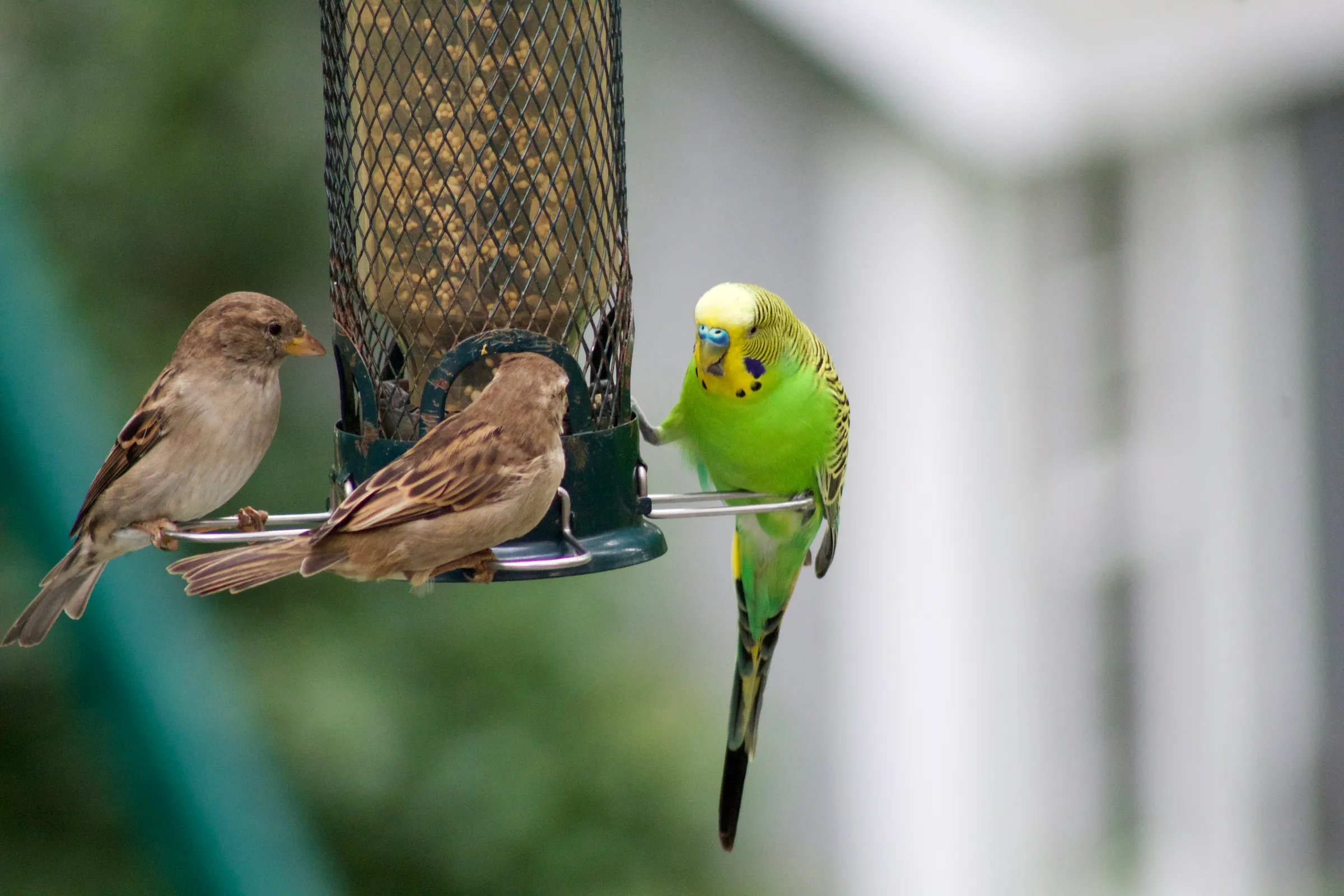 A parakeet eats with sparrows at a bird feeder.